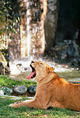 LNS 01 RK0099 01
Humorous Profile Shoulder Shot Of Female Lion Laying On Grass