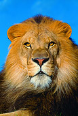 LNS 01 RK0164 04
Head Shot Of Male Lion Facing Camera Blue Sky Background