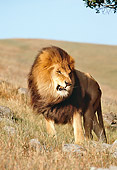 LNS 01 RK0209 01
Male Lion Standing On Grass Hill Blue Sky