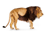 LNS 01 RK0234 02
Profile Full Body Shot Of African Male Lion On Box White Seamless