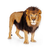 LNS 01 RK0258 03
African Male Lion Standing On White Seamless