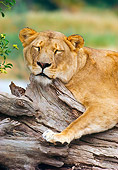 LNS 01 RK0301 02
Lioness Sleeping On Log
