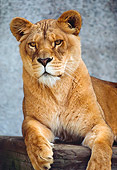 LNS 01 RK0314 03
Lioness Laying On Rock Studio
