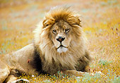 LNS 01 RK0320 18
Head Shot Of Male Lion Laying On Dry Flower Field