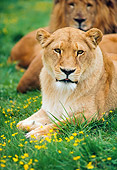 LNS 01 RK0337 01
Lions Laying On Grass