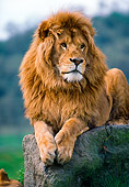 LNS 01 RK0430 01
Male African Lion Laying On Boulder
