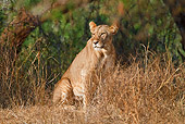 LNS 01 RW0006 01
African Lioness Sitting In Grass Samburu National Reserve, Kenya