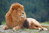 LNS 01 WF0002 01
Male Barbary Lion Laying On Grass
