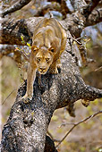 LNS 01 WF0003 01
African Lion Female Walking Down Tree Branch Aggressively