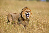 LNS 01 WF0005 01
African Lion Male Standing In Savanna Doing Flehmen Gesture