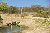 LNS 01 WF0006 01
Pride Of African Lions Preparing To Ambush Cape Buffalo At Watering Hole