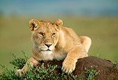LNS 01 DB0003 01
Close Up Of Lioness Laying On Earth Mound Kenya