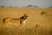 LNS 01 DB0004 01
Lioness Standing In Tall Grass Africa
