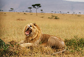 LNS 01 DB0006 01
Male Lion Roaring In Tall Grass Africa