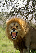 LNS 01 DB0008 01
Head Shot Of Male Lion Roaring Africa