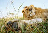 LNS 01 DB0009 01
Close Up Of Paw And Head Of Male Lion Resting In Tall Grass Africa