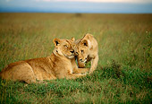 LNS 01 DB0010 01
Lioness Nuzzling Cub On Plains Kenya