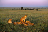 LNS 01 DB0011 01
Lion Pride Resting On Plains Africa