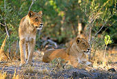 LNS 01 DB0012 01
Lionesses Watching From Shade Botswana