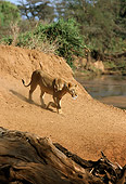 LNS 01 DB0013 01
Lioness Descending Dirt Bank To Watering Hole Africa