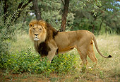LNS 01 DB0016 01
Portrait Profile Of Male Lion Standing In Tall Grass By Trees Africa