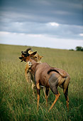 LNS 01 DB0021 01
Lioness Attacking Topi On Grassy Plain Africa
