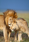 LNS 01 DB0022 01
Two African Lions Male And Female Nuzzling On Savanna