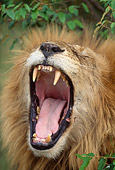 LNS 01 DB0023 01
Head Shot Of Male African Lion Yawning