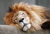 LNS 01 GR0002 01
Head Shot Of Male Lion Sleeping