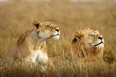 LNS 01 JZ0002 01
Male And Female African Lions Laying In Grass