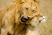 LNS 01 JZ0003 01
Male And Female African Lions Mating In Grass