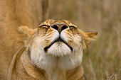 LNS 01 JZ0004 01
Close-Up Of Female African Lion Stretching On Grass