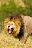 LNS 01 JZ0007 01
Shoulder Shot Of Male African Lion Roaring Kenya