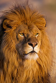 LNS 01 KH0004 01
Close-Up Of Male African Lion On Savanna