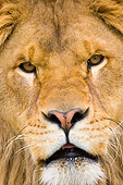 LNS 01 NE0005 01
Head Shot Of Male African Lion Face