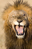 LNS 01 NE0006 01
Head Shot Of Male African Lion Roaring And Winking