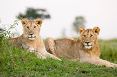 LNS 01 NE0007 01
Two Juvenile African Lions Laying On Grass Kenya