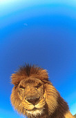 LNS 01 RK0010 03
Lion