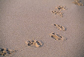 LNS 01 RK0039 01
Lion Paw Prints In Wet Sand At Beach