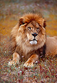 LNS 01 RK0045 03
Lion Laying In Dry Brown Grass Facing Camera