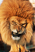 LNS 01 RK0074 28
Head Shot Of Lion Roaring Blue Sky