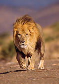 LNS 01 RK0106 13
Male Lion Walking On Dirt Towards Camera