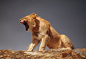 LNS 01 RK0221 01
Female Lion Growling On Rock