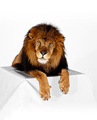 LNS 01 RK0231 02
Head Shot Of African Male Lion Laying On Table On White Seamless