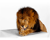 LNS 01 RK0231 11
Head Shot Of African Male Lion Laying On Table On White Seamless