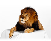 LNS 01 RK0231 16
Head Shot Of African Male Lion Laying On Table On White Seamless