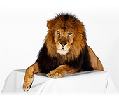 LNS 01 RK0231 17
Head Shot Of African Male Lion Laying On Table On White Seamless