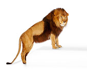 LNS 01 RK0233 02
Profile Shot Of African Lion Leaning On Box On White Seamless