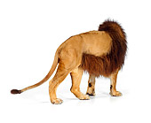 LNS 01 RK0240 03
Rear Shot Of African Male Lion Standing On White Seamless