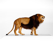 LNS 01 RK0241 01
Profile Full Body Shot Of African Male Lion Standing On Box White Seamless